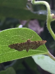 Nacoleia satsumalis