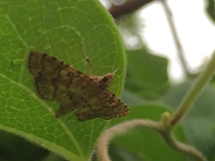 Nacoleia satsumalis