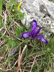 Iris ruthenica