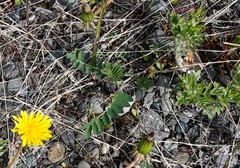Astragalus schelichowii