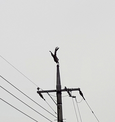 Milvus migrans lineatus