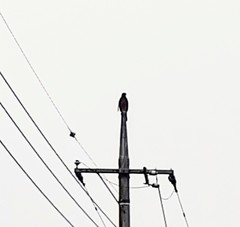 Milvus migrans lineatus