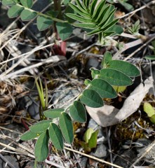 Astragalus schelichowii