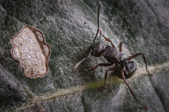 Polyrhachis spinicola