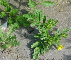 Potentilla paradoxa