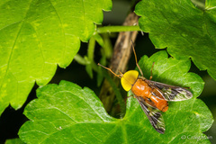 Ancala africana