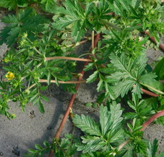 Potentilla paradoxa