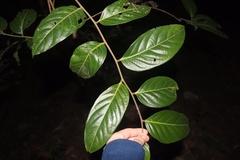 Glochidion sumatranum