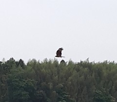 Milvus migrans lineatus