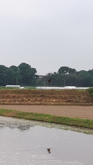 Milvus migrans lineatus