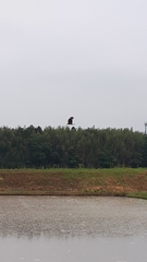 Milvus migrans lineatus