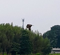 Milvus migrans lineatus