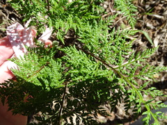Cheilanthes austrotenuifolia
