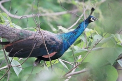 Pavo cristatus × muticus