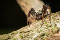 Pararaneus perforatus