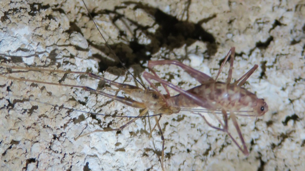 Cave Wetas from Waitomo, New Zealand on June 01, 2020 at 1229 PM by