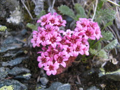 Prometheum pilosum