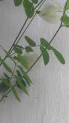 Clitoria ternatea albiflora