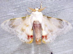 Colla gaudialis