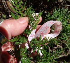 Cheilanthes austrotenuifolia