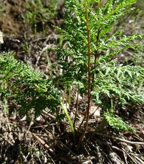 Cheilanthes austrotenuifolia
