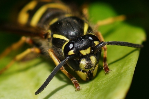 Common European Yellowjacket, photo 3 of 9