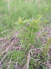 Veronicastrum sibiricum