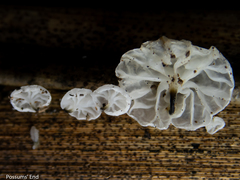 Marasmiellus bonii