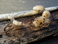 Marasmiellus bonii