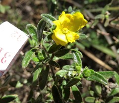Hibbertia