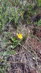 Pseudopodospermum molle