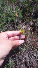 Pseudopodospermum molle