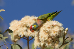 Psitteuteles versicolor
