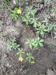 Potentilla flagellaris