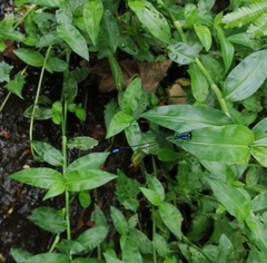 Esme mudiensis