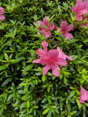Rhododendron indicum