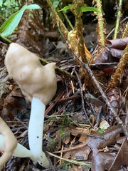 Helvella ephippium