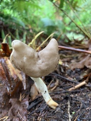 Helvella ephippium