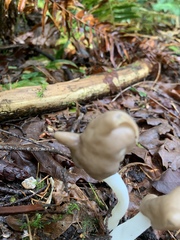 Helvella ephippium