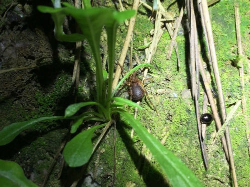 Triaenonychidae