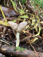 Helvella ephippium