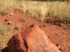 Tympanocryptis centralis