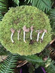 Helvella ephippium