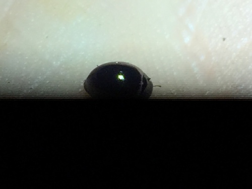 Byrrhidae