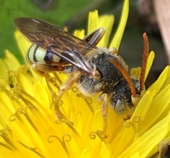 Nomada superba