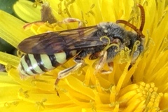 Nomada superba