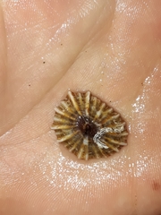 Siphonaria denticulata