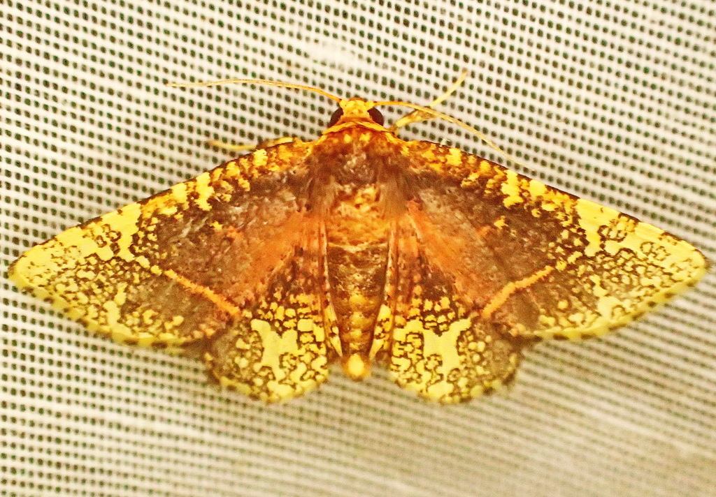 Tristina