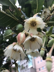 Elaeocarpus hainanensis