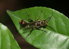 Sceliphron deforme